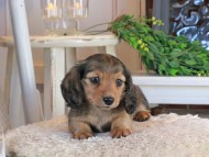 Kaninchen_Dachshund1380