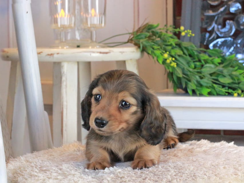 カニンヘンダックスフンド クラン&ロックスの子犬 レッド 男の子