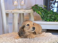 Kaninchen_Dachshund1388