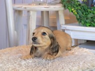 Kaninchen_Dachshund1392