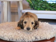 Kaninchen_Dachshund1396 Kaninchen_Dachshund1396