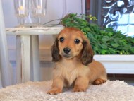 Kaninchen_Dachshund1445