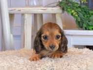 Kaninchen_Dachshund1452