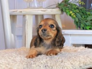 Kaninchen_Dachshund1453