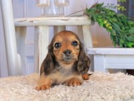 Kaninchen_Dachshund1461