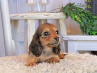 Kaninchen_Dachshund1462