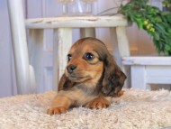Kaninchen_Dachshund1476