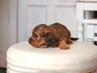 Kaninchen_Dachshund1492