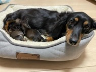 Kaninchen_Dachshund1 Kaninchen_Dachshund1