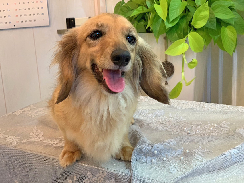 カニンヘンダックスフンド 勇退犬 里親募集 シエラ