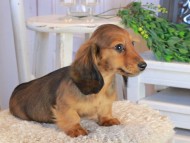 Kaninchen_Dachshund1515