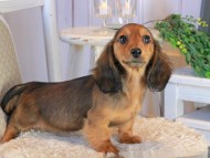 Kaninchen_Dachshund1522