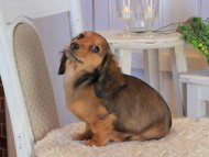 Kaninchen_Dachshund1523 Kaninchen_Dachshund1523