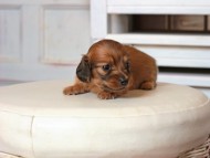Kaninchen_Dachshund1546 Kaninchen_Dachshund1546