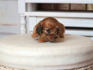 Kaninchen_Dachshund1558 Kaninchen_Dachshund1558