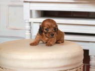 Kaninchen_Dachshund1566 Kaninchen_Dachshund1566