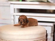 Kaninchen_Dachshund1574