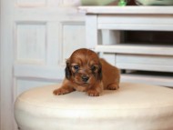 Kaninchen_Dachshund1579