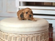 Kaninchen_Dachshund1597
