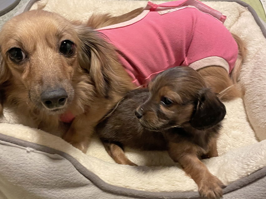 カニンヘン ダックスフンド チャーミー & ジルベール 11月3日子犬の出産