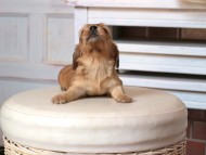 Kaninchen_Dachshund1605