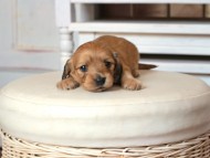 Kaninchen_Dachshund1616