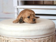 Kaninchen_Dachshund1617