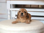 Kaninchen_Dachshund1622