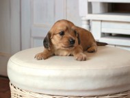 Kaninchen_Dachshund1631