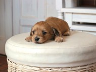Kaninchen_Dachshund1632