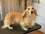 Kaninchen_Dachshund1676