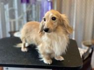 Kaninchen_Dachshund1677
