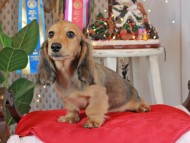 Kaninchen_Dachshund1737 Kaninchen_Dachshund1737