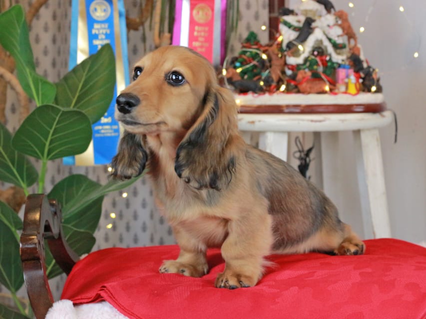 カニンヘンダックスフンド みたらし&スパーキの子犬 レッド 男の子