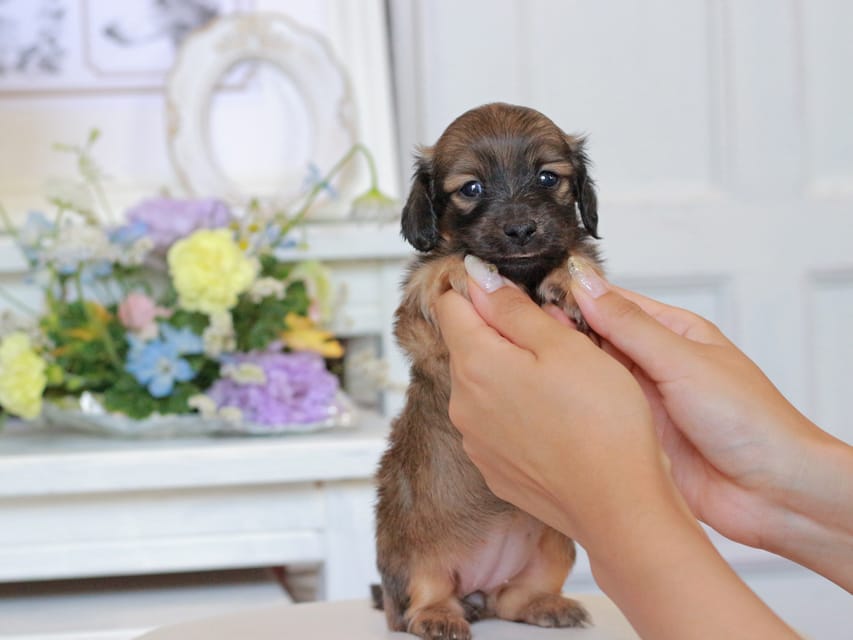 カニンヘン ダックスフンド U2&スカッシュの子犬 レッド 女の子