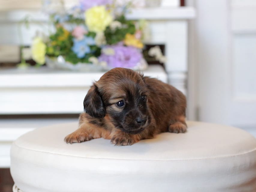 カニンヘン ダックスフンド U2&スカッシュの子犬 レッド 女の子