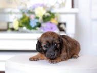 Kaninchen_Dachshund1746 Kaninchen_Dachshund1746
