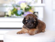 Kaninchen_Dachshund1748