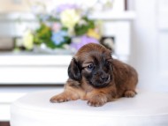 Kaninchen_Dachshund1749 Kaninchen_Dachshund1749