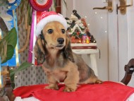 Kaninchen_Dachshund1750