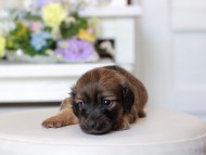 Kaninchen_Dachshund1752