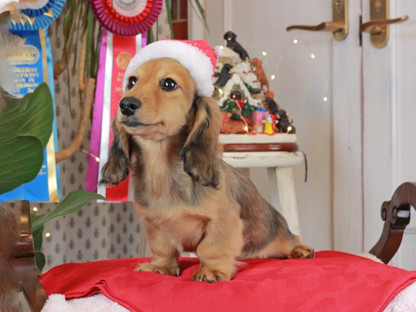 カニンヘンダックスフンド みたらし&スパーキの子犬 レッド 男の子