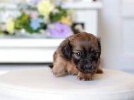 Kaninchen_Dachshund1757