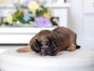 Kaninchen_Dachshund1759