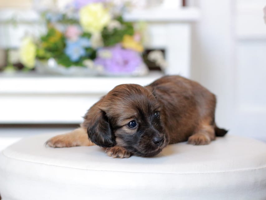 カニンヘン ダックスフンド U2&スカッシュの子犬 レッド 女の子