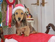 Kaninchen_Dachshund1762