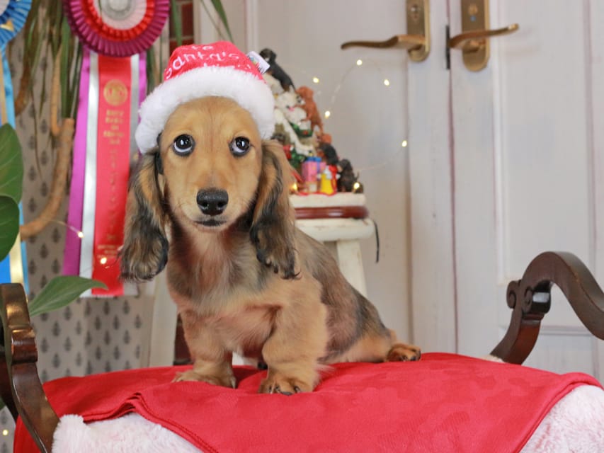 カニンヘンダックスフンド みたらし&スパーキの子犬 レッド 男の子