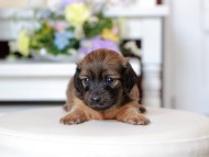 Kaninchen_Dachshund1767 Kaninchen_Dachshund1767