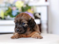 Kaninchen_Dachshund1782