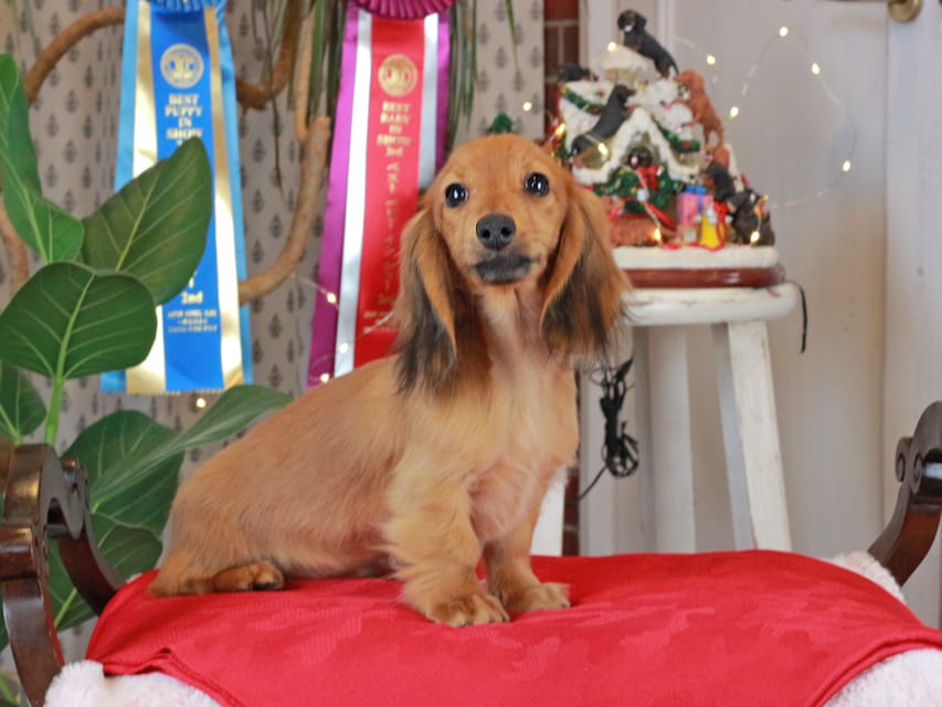 カニンヘンダックスフンド こなゆき&ジルベールの子犬 レッド 男の子（2）